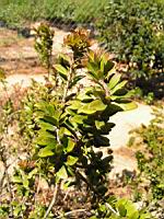 Myrte Tarentine - Myrtus Tarentina (en Corse) (Photo F. Mrugala) (2)